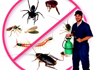 disinfestazione_orig